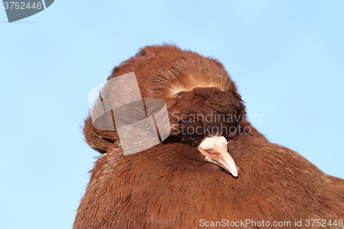 Image of brown pigeon portrait