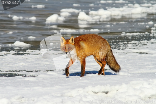 Image of red fox on frozen water