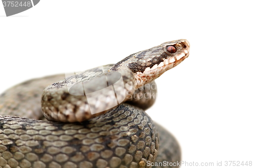 Image of isolated portrait of common female european adder