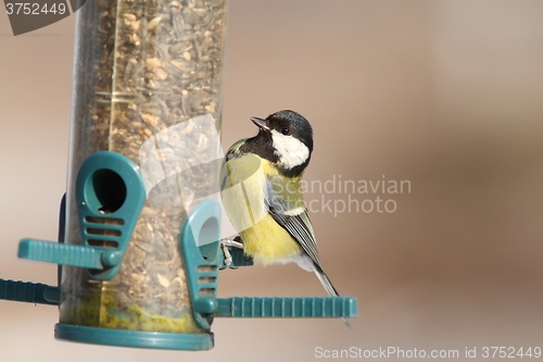 Image of great tit on sunflower seed feeder