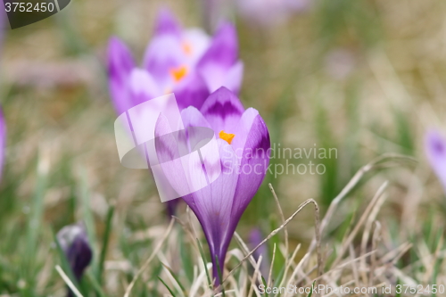 Image of spring wild flower on meadow