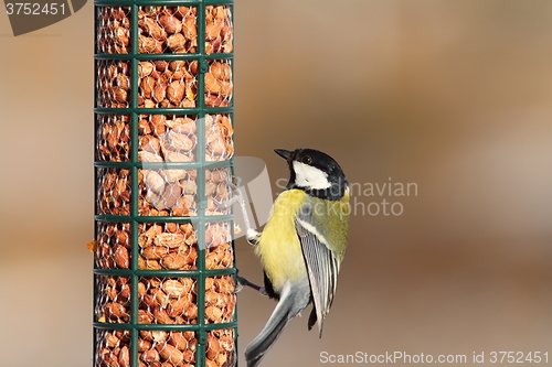 Image of great tit on peanut feeder