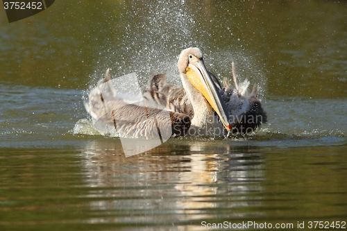 Image of great pelican playing on lake