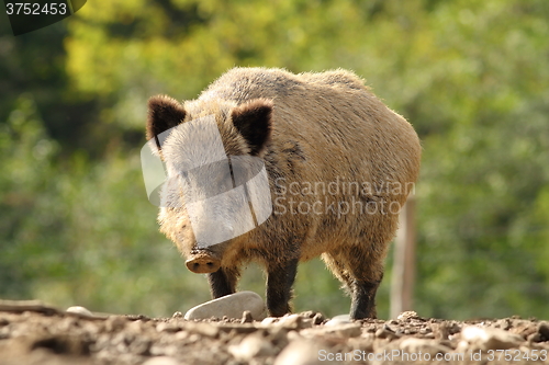 Image of big wild boar in a glade