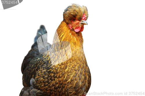 Image of isolated portrait of tufted hen