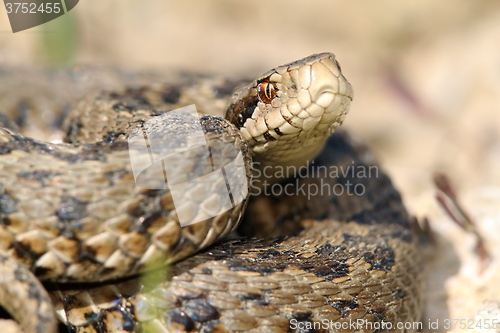 Image of close up of meadow viper