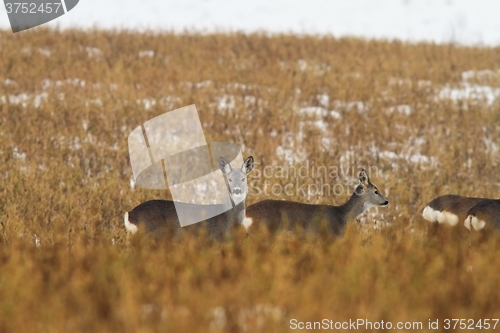 Image of roe deers in faded winter field