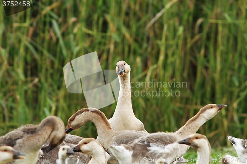 Image of flock of domestic geese