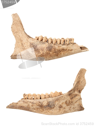 Image of red deer doe isolated mandible