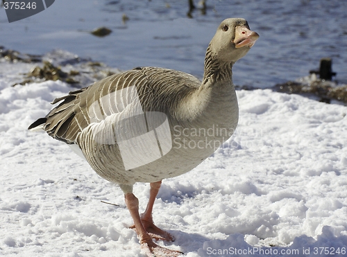 Image of Greylag goose