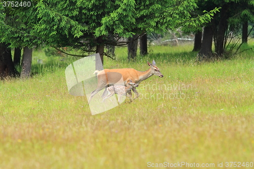 Image of red deer doe with calf