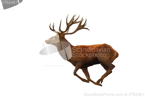Image of isolated red deer running
