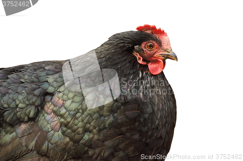 Image of isolated black hen closeup