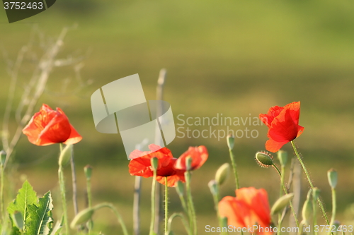 Image of wild colorful poppies