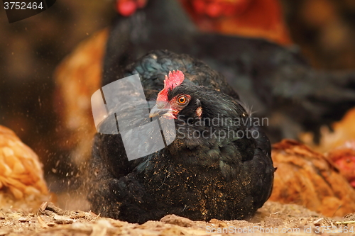 Image of black hen foraging for food