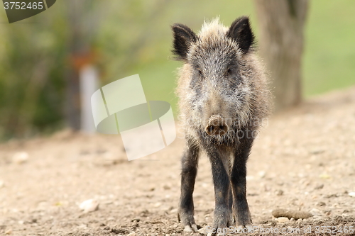 Image of juvenile wild boar