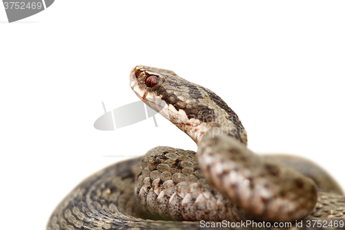 Image of closeup of vipera berus over white