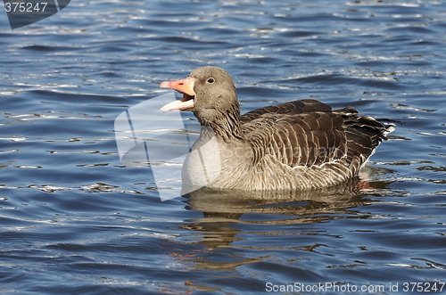 Image of Greylag Goose.