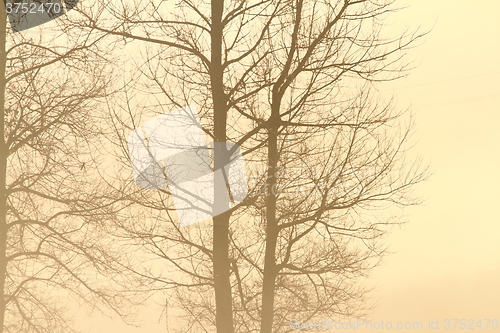 Image of trees in the mist
