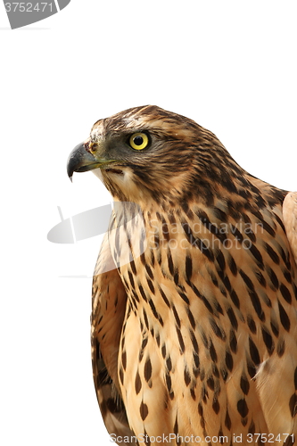 Image of isolated portrait of  eurasian sparrowhawk