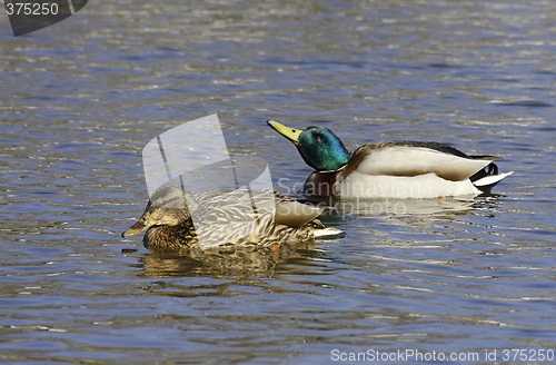 Image of Mallard