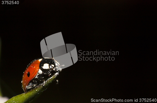 Image of lady bug