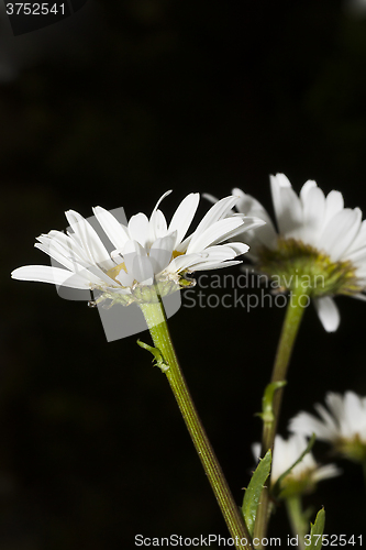 Image of daisies