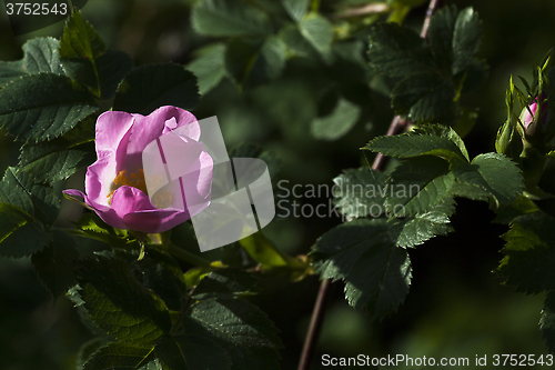 Image of pink rose