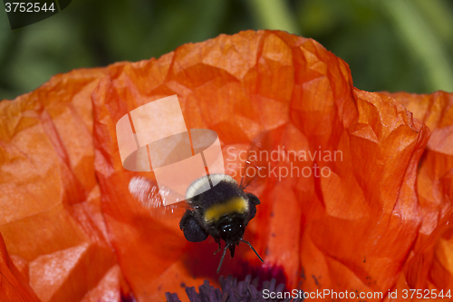 Image of bumble bee 