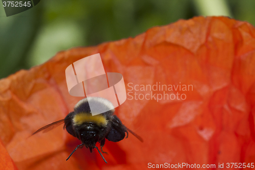 Image of flying bumble bee 