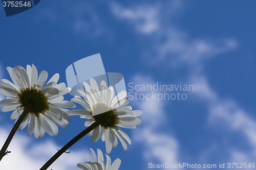 Image of daisies against a blue sky