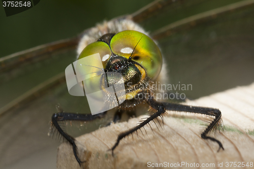 Image of dragon fly