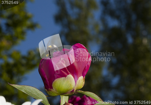 Image of bumblebee and peaony