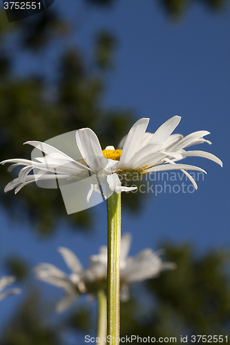 Image of daisy against a blue sky