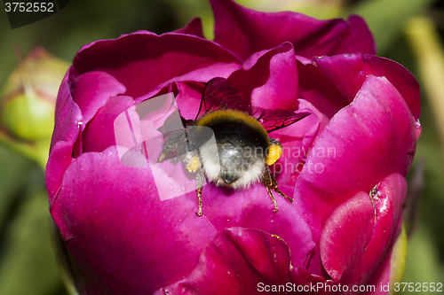 Image of bumble bee butt