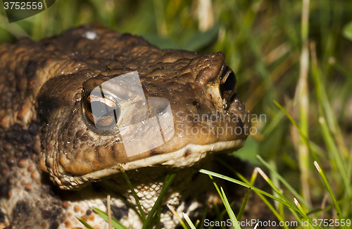 Image of toad