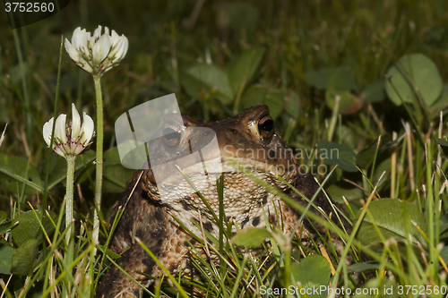 Image of toad