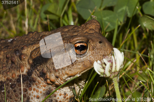 Image of toad and flower