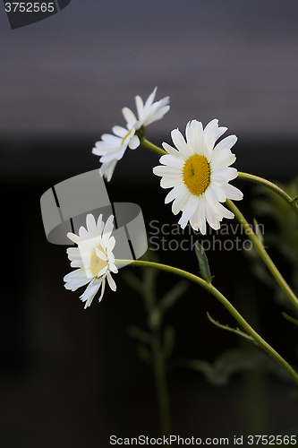 Image of daisies