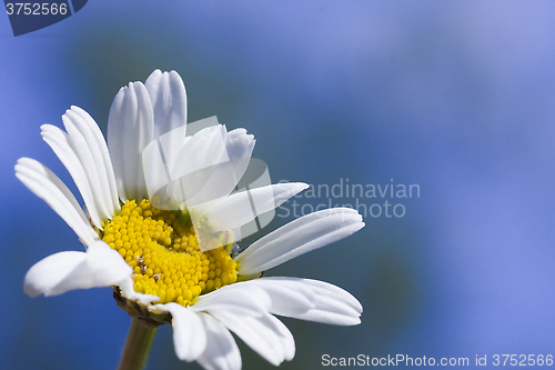 Image of daisy