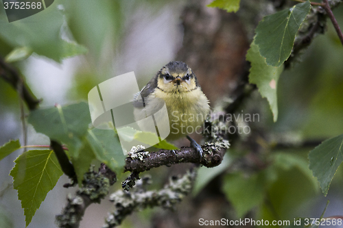 Image of blue tit youngster