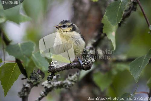 Image of blue tit