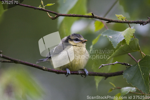 Image of blue tit chick