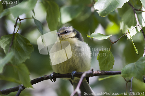 Image of juvenile blue tit