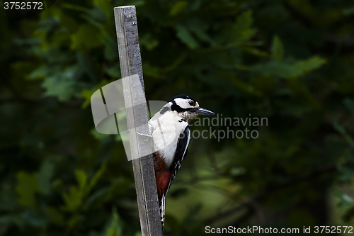 Image of greater spotted woodpecker