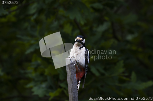 Image of greater spotted woodpecker