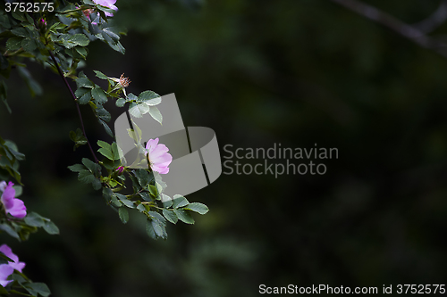 Image of roses