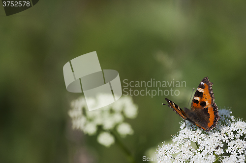 Image of  small tortoiseshell