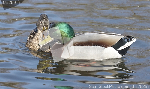 Image of Mallard