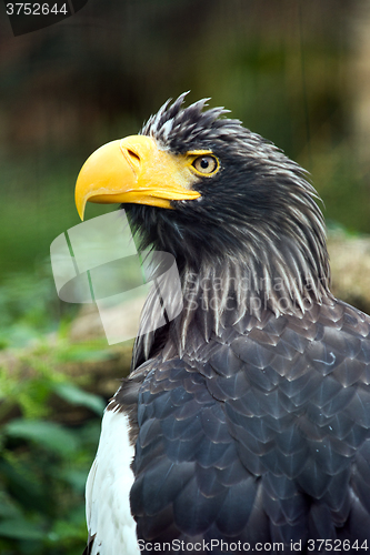 Image of Steller\'s sea eagle